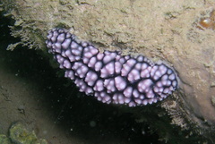 Phyllidiella pustulosa