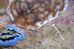 Leptoseris incrustans