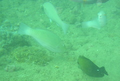Scarus rivulatus