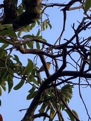 Coereba flaveola