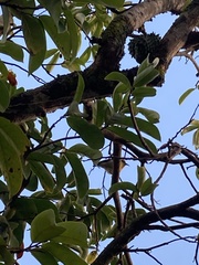 Coereba flaveola
