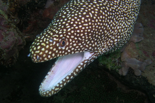Guinea moray eel (Gymnothorax meleagris) — Muraenidae — 3