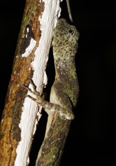 Draco quinquefasciatus