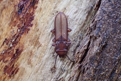 Platisus angusticollis