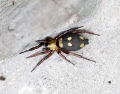 Callilepis nocturna