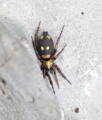 Callilepis nocturna