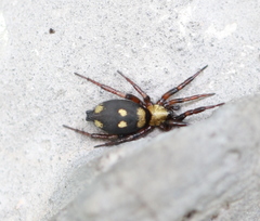 Callilepis nocturna
