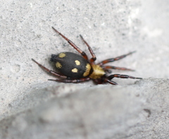 Callilepis nocturna