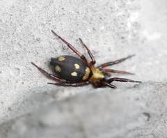 Callilepis nocturna