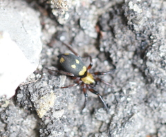 Callilepis nocturna