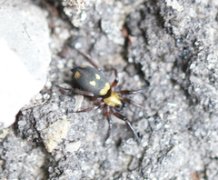 Callilepis nocturna