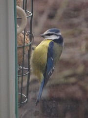 Cyanistes caeruleus