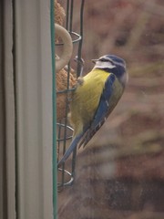 Cyanistes caeruleus