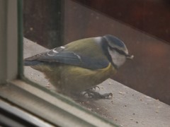 Cyanistes caeruleus