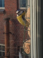 Cyanistes caeruleus