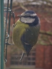 Cyanistes caeruleus