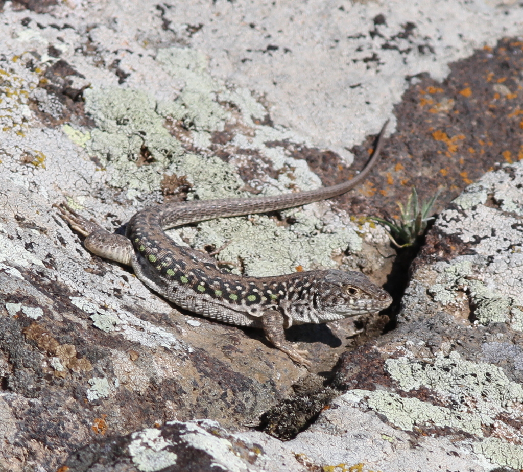 Strauch's Racerunner