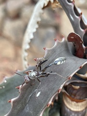 Belonogaster facialis