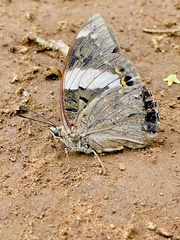 Charaxes bohemani bohemani