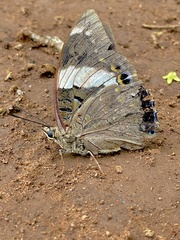 Charaxes bohemani bohemani