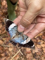 Charaxes bohemani bohemani