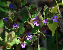 Glechoma hederacea