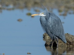 Egretta gularis
