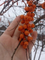 Hippophae