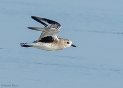 Pluvialis squatarola