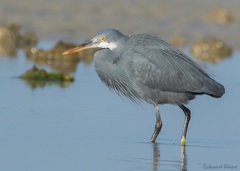 Egretta gularis
