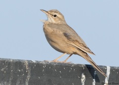 Anthus similis