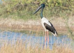 Ephippiorhynchus asiaticus