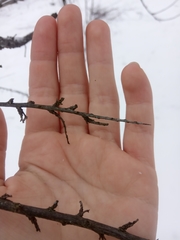 Hippophae