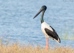 Ephippiorhynchus asiaticus