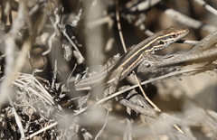 Gallotia caesaris gomerae