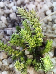 Crassula lanceolata