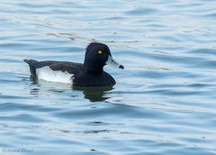 Aythya fuligula