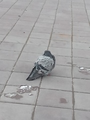 Columba livia domestica