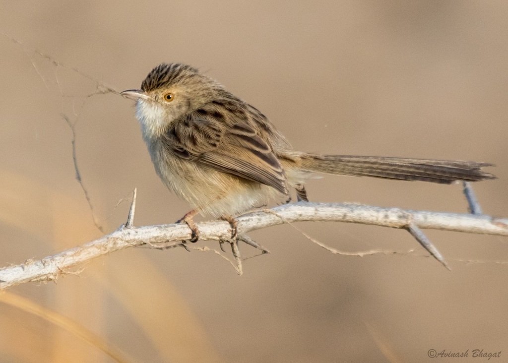 Delicate Prinia photo