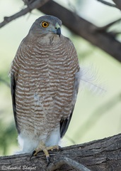 Accipiter badius