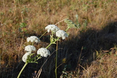 Selinum carvifolia