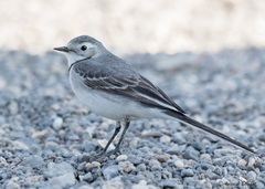 Motacilla alba