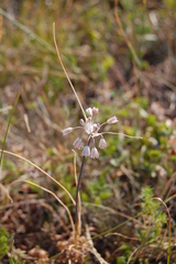 Allium podolicum