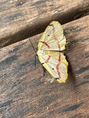 Phoenicocampa rubrifasciata