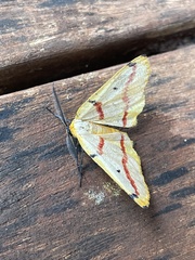 Phoenicocampa rubrifasciata