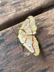 Phoenicocampa rubrifasciata