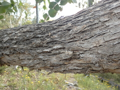 Eucalyptus nortonii
