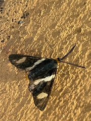 Pitthea trifasciata