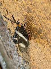 Pitthea trifasciata