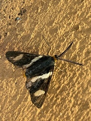 Pitthea trifasciata